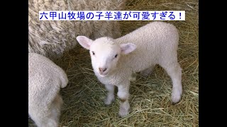 六甲山牧場の子羊(羊の赤ちゃん)達が可愛すぎる(*´з`)