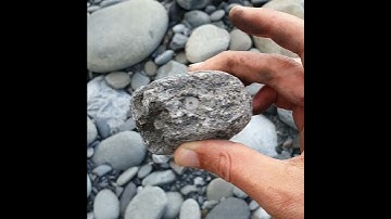 Crinoid fossils showing from this chunk of   limestone (the circular shapes). Ireland #shorts