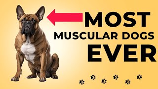 Most Muscular Dog Breeds On The Planet by PetMastery 314 views 5 months ago 5 minutes, 48 seconds