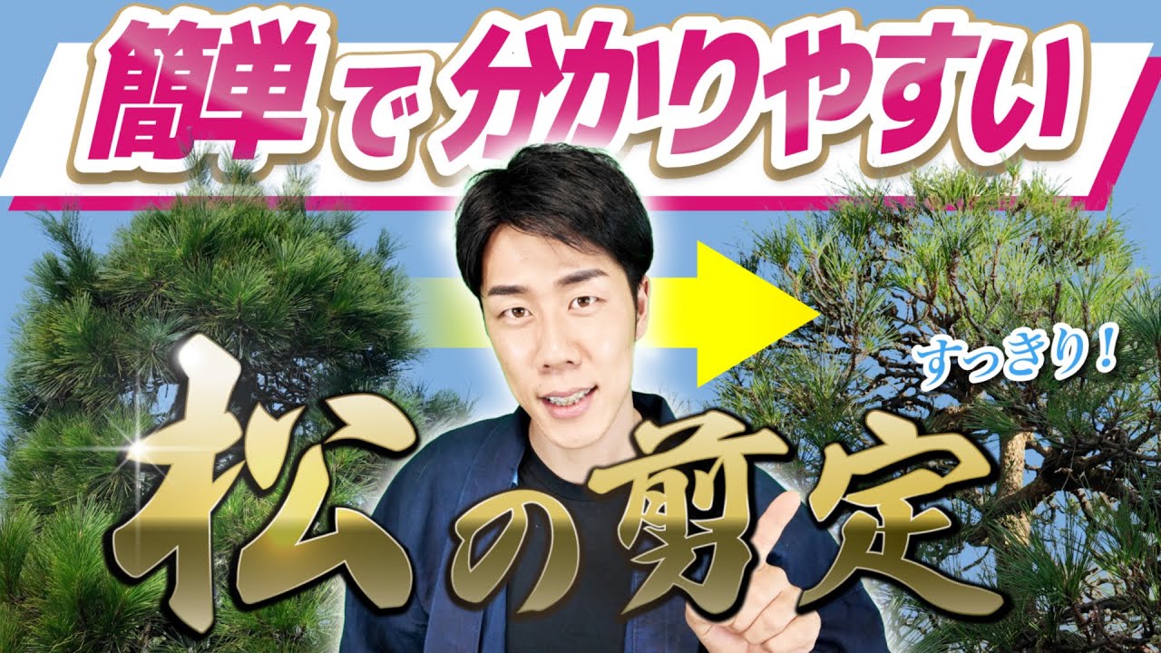 【決定版】松の剪定を分かりやすく解説します