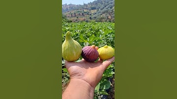 Fig tree air layering/how to do fig tree air layering#viral#trending