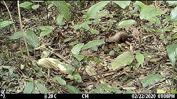 Camera Trap Video 081 / Long-tailed Pangolin