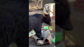 Male Grizzly Bear Cubs Celebrate Bear-y Special First Birthday