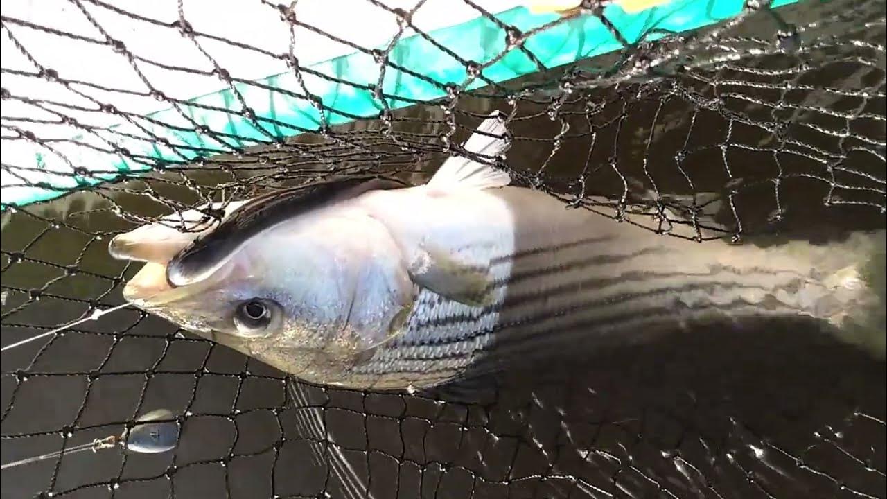 Striped bass fishing with eels YouTube