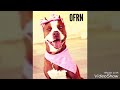 AMERICAN PITBULL RED NOSE (O.F.R.N) # 1