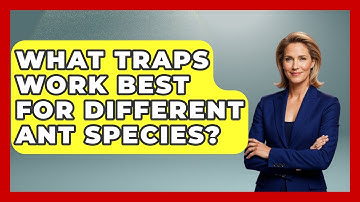 What Traps Work Best For Different Ant Species? - Insects and Invaders