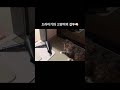 드라이기 싫어하는 고양이의 냥냥펀치👊🏻⚡️#cat #고양이 #고양이일상 #집사 #캣스타그램 #드라이기 #냥냥펀치 #shorts