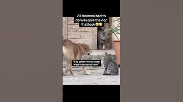 All momma had to do was give the look😂 #fyp #viral #cute #cat #dog #shorts #funny #lol #memes #yt