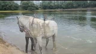 Конная прогулка и купание с лошадьми в Днестре.