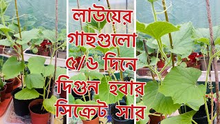 লাউয়ের গাছগুলো ৫/৬ দিনে দিগুন  হবার সিক্রেট  সার /সার ব্যবহারের উপায়