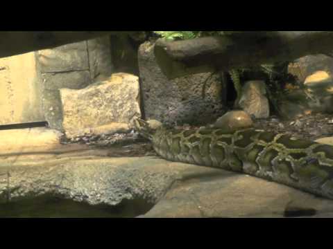 Tigerpython auf Nahrungssuche