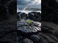 El volcán destruye. Luego llega el brote. La vida siempre encuentra la grieta.