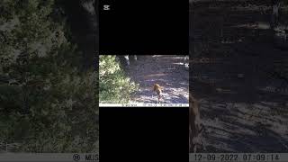 Amanoslarin Güzeli̇ Maral Karaca Resimi