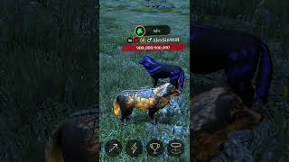 localizado lobo de medianoche junto a lobo feerico en the wolf :D!