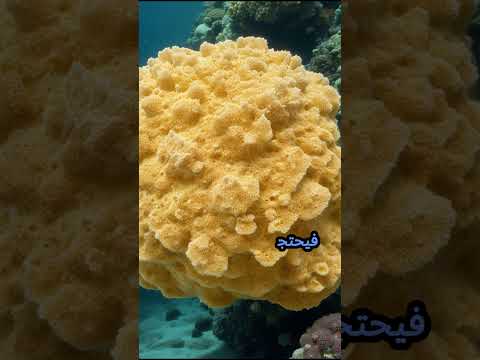 حيوان الاسفنج البحري