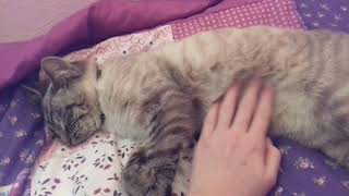 Нашли породистого кота|Клаус Нашли породистого кота|Клаус