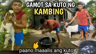 May Kuto Ang Kambing Paano Tanggalin Ang Kuto Ng Kmabing Vlog