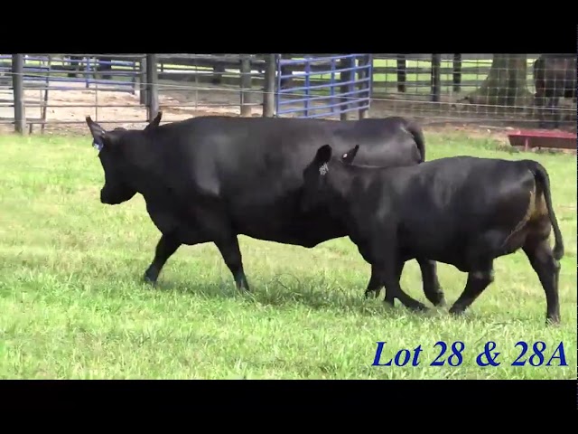 Boyd Beef Cattle Lot 28 and 28A
