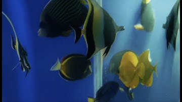 anemone - slenderbodies (Music Video)