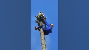 cưa cây quá mạo hiểm#shorts