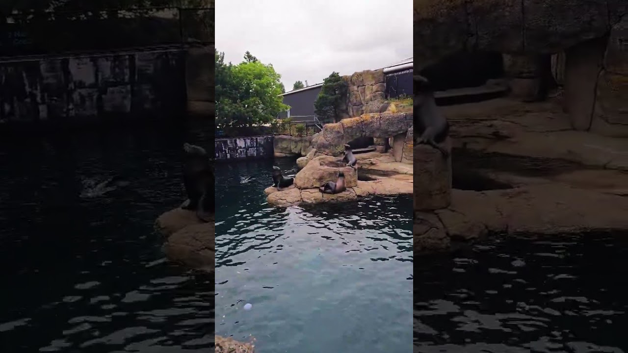 animals in zoo happy. 