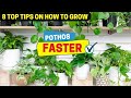 8 meilleurs conseils pour faire pousser des pothos plus rapidement