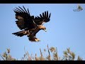 Águila Imperial Ibérica - Aquila adalberti