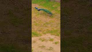 Wait For End Dhvija Ko Dara Diya 