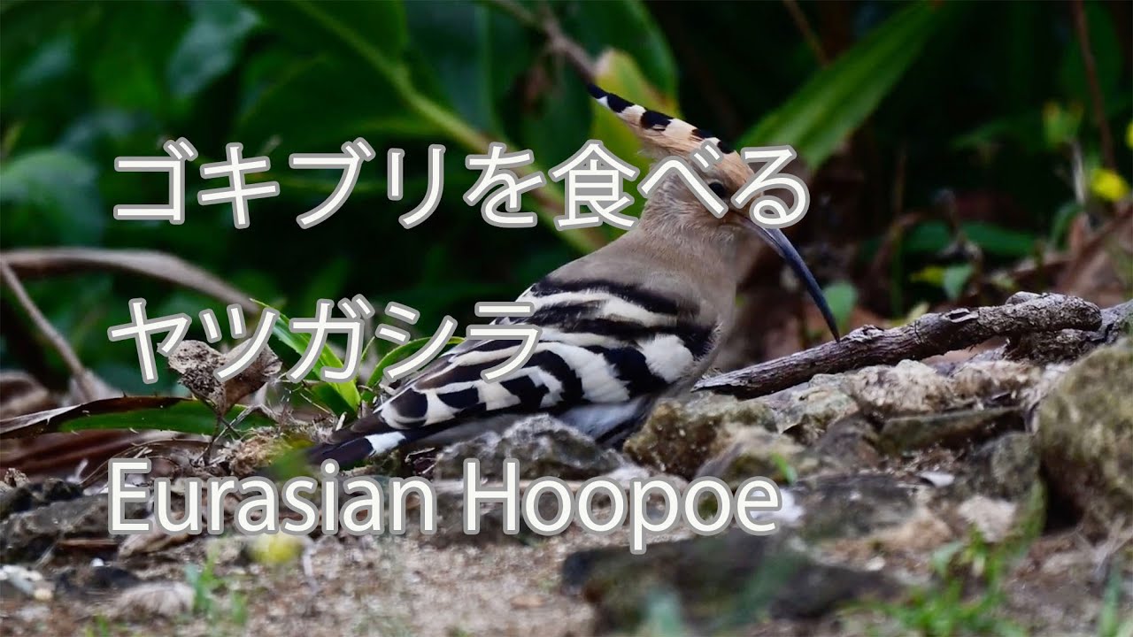 ゴキブリを食べる】ヤツガシラ Eurasian Hoopoe