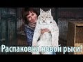 Неожиданная посылка! РАСПАКОВКА якутской рыси! / Unboxing of the Yakut lynx