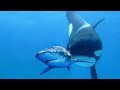Top 10 Most DANGEROUS Ocean Predators