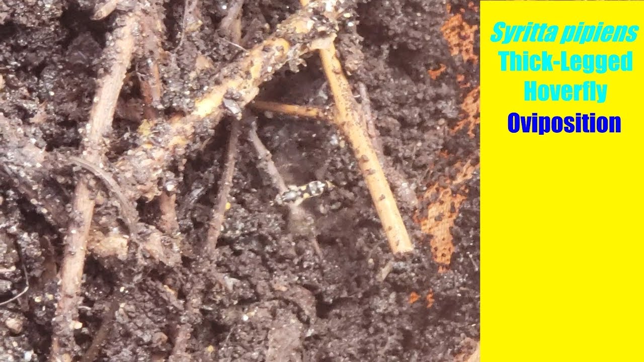 Syritta pipiens [Thick-Legged Hoverfly] Oviposition in Compost