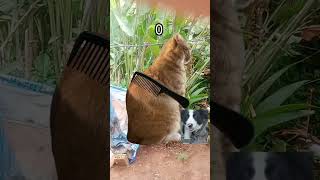 Vai comer o apolo parte 4
