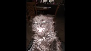 Huge wild cat attacks defenseless cameraman