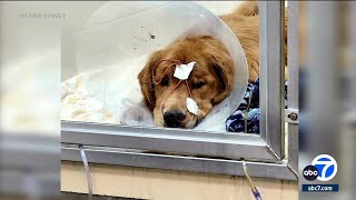 SoCal couple speaks out after their dog survived mysterious illness