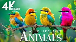 Beautiful Animals in the World 4K |🌿Relaxing Movie Beautiful Scenery - soothing relaxing music by Rhythm Emotion 10,963 views 2 months ago 1 hour, 55 minutes