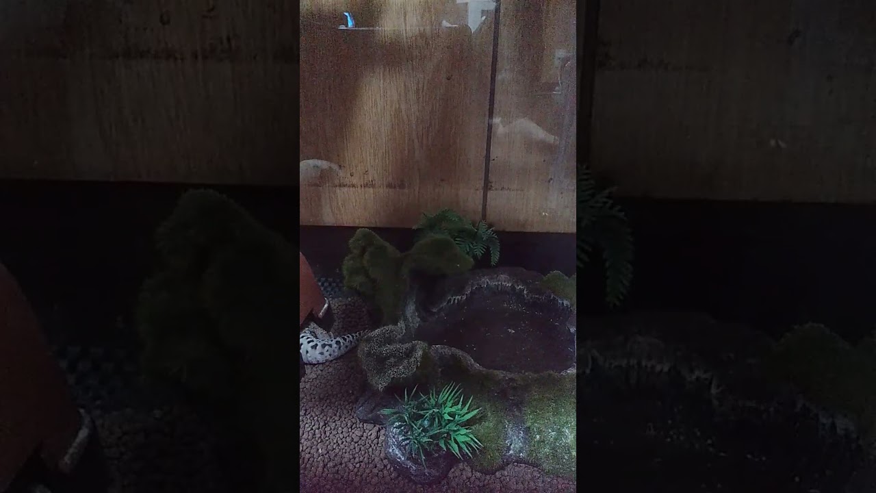 レオパの質問コーナコメント 見えないけど