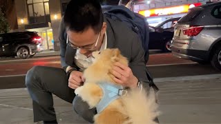 Dog reunited with owner