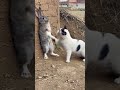 Chat VS Lapin ⚡️#shortvideo #foryou #animals #fyp