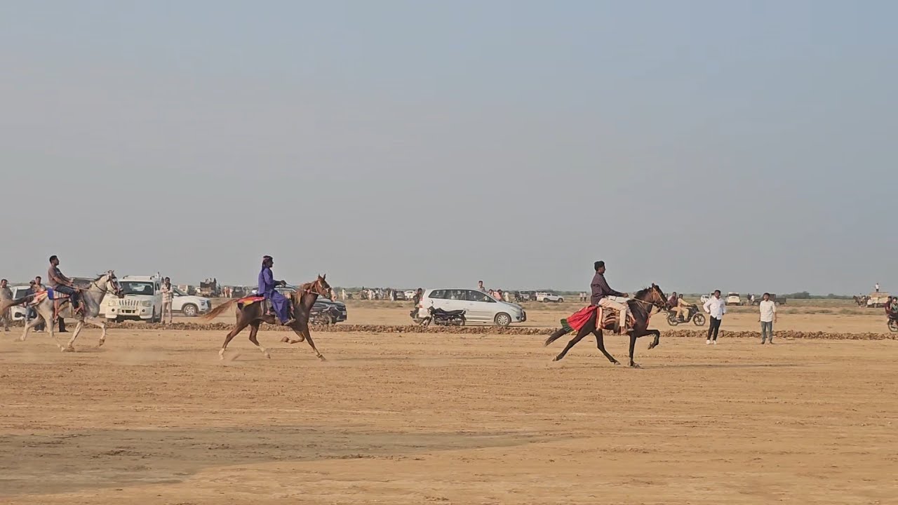 22 _10_25 HORSE RES VEKRIYA FILD BIG REWAL.. JAMKU ...OR..HAVAJ KATE KI TAKKAR🐎