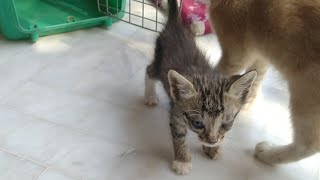 Rescue Stray Kitten Consistently Losing Weight His Eye Infection Also Increasing
