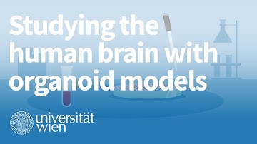 Studying the human brain with organoid models