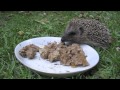 L'histoire d' Alice et le bébé hérisson gros gourmand de pâtée pour chat .mov