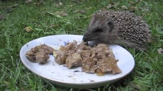 L'histoire d' Alice et le bébé hérisson gros gourmand de pâtée pour chat .mov