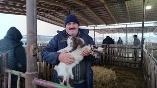 Maştağa Qoyun Bazari Azad Tv 14.01.2024