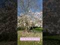 Blossom in London #youtubeshorts#blossom#hydepark#hydeparklondon#tree#flowers#sunnyday#pink