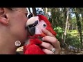 Parrot Snuggles & Cuddles