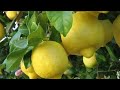 اسرار شجرة الليمون الشهري