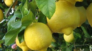 اسرار شجرة الليمون الشهري