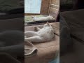 ちょっと今日は暑かったけど…#猫 #cat #保護猫 #野良猫 #shorts